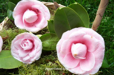 Exposición de la Camelia 2002 en en Ayuntamiento de Vigo.