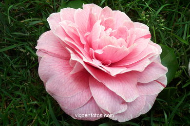 Exposición de la Camelia 2002 en en Ayuntamiento de Vigo.