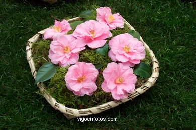 Camellia competition 2002.