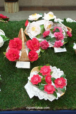 Camellia competition 2002.