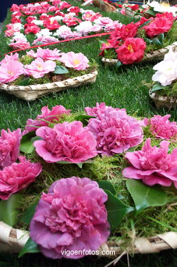 Camellia competition 2002.
