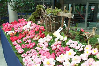 Camellia competition 2002.