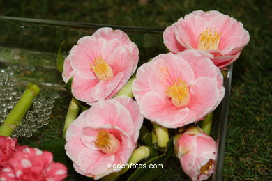 Exposici�n de la camelia 2005. 