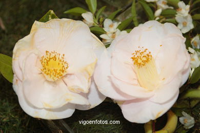 XLI Concurso-exposición de la Camelia 2005 en Bouzas (Vigo).