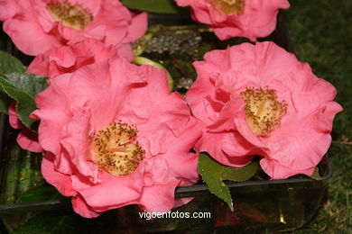 XLI Concurso-exposición de la Camelia 2005 en Bouzas (Vigo).