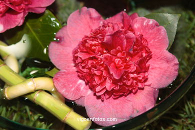 XLI Concurso-exposición de la Camelia 2005 en Bouzas (Vigo).