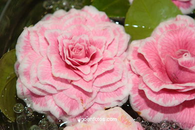 XLI Concurso-exposición de la Camelia 2005 en Bouzas (Vigo).