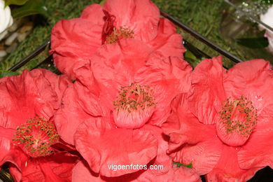 Camellia competition 2005.