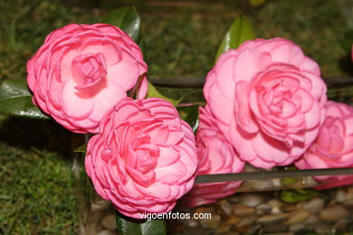 Camellia competition 2005.