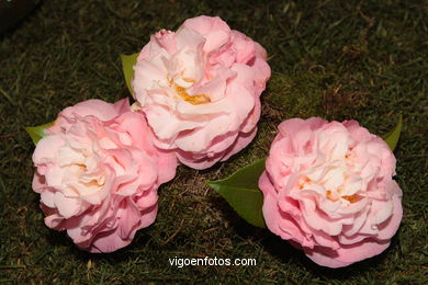 Camellia competition 2005.