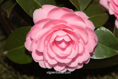 Camellia competition 2005.