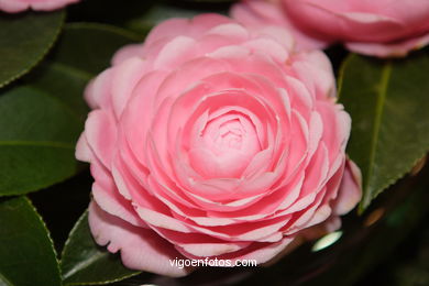 Camellia competition 2005.
