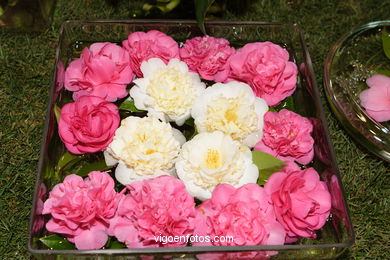 Camellia competition 2005.