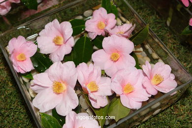Camellia competition 2005.