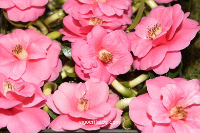 Camellia competition 2005.