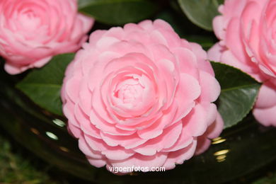 Camellia competition 2005.