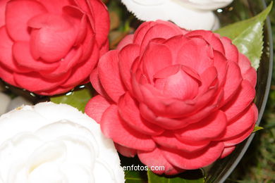 Camellia competition 2005.