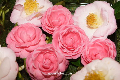 Camellia competition 2005.