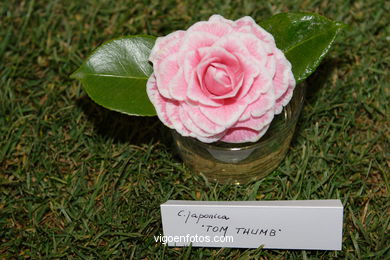 Camellia competition 2005.