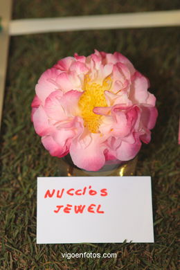 Camellia competition 2005. 