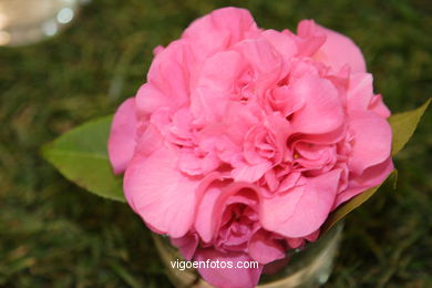 Camellia competition 2005. 