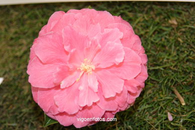 Camellia competition 2005. 