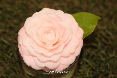 Camellia competition 2005. 