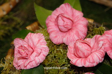 Exposici�n de la camelia 2005. 