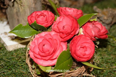 Exposici�n de la camelia 2005. 