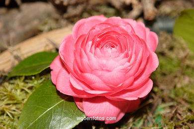 Exposici�n de la camelia 2005. 