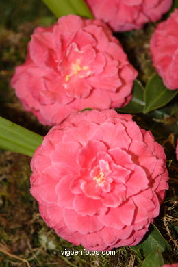 XLI Concurso-exposición de la Camelia 2005 en Bouzas (Vigo).