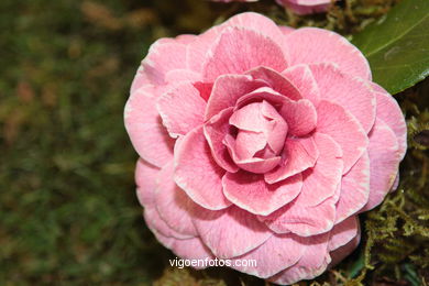 XLI Concurso-exposición de la Camelia 2005 en Bouzas (Vigo).