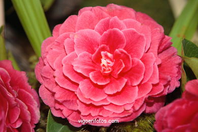 XLI Concurso-exposición de la Camelia 2005 en Bouzas (Vigo).