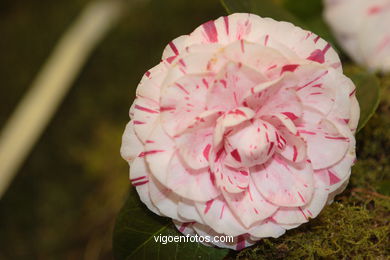 XLI Concurso-exposición de la Camelia 2005 en Bouzas (Vigo).