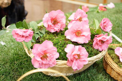 XLI Concurso-exposición de la Camelia 2005 en Bouzas (Vigo).