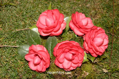 Camellia competition 2005. 