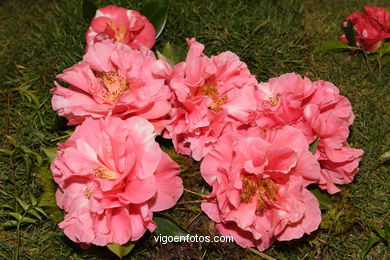 Camellia competition 2005. 