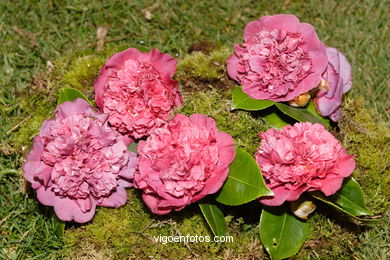 Camellia competition 2005. 