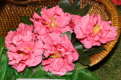 Camellia competition 2005. 