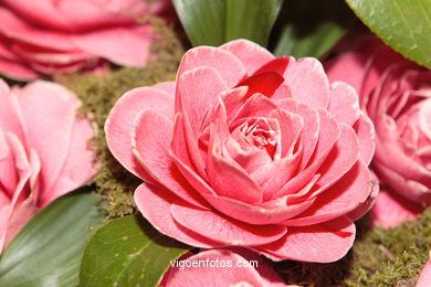 Camellia competition 2005. 