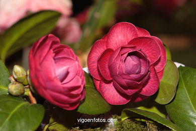 Exposici�n de la camelia 2005. 