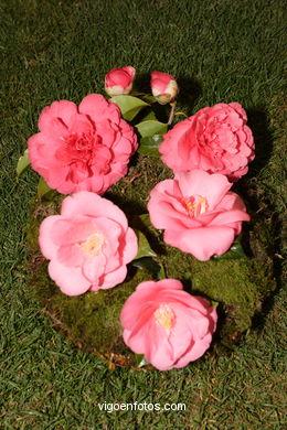 Exposici�n de la camelia 2005. 