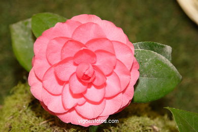 Exposici�n de la camelia 2005. 