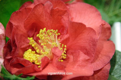 Exposici�n de la camelia 2005. 
