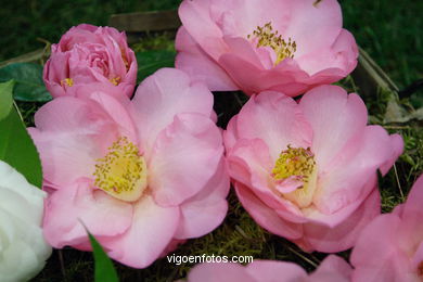 Exposici�n de la camelia 2005. 