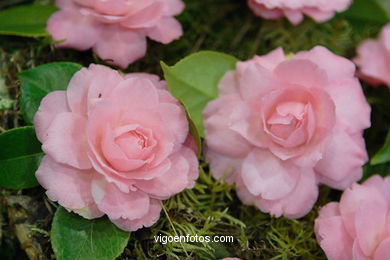 Exposici�n de la camelia 2005. 