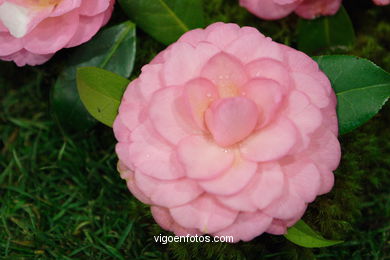 XLI Concurso-exposición de la Camelia 2005 en Bouzas (Vigo).