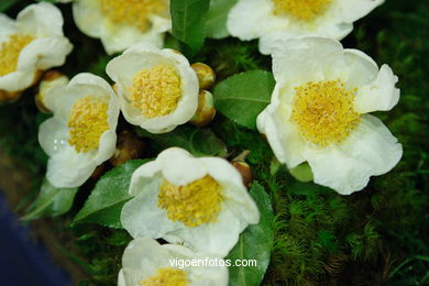 XLI Concurso-exposición de la Camelia 2005 en Bouzas (Vigo).