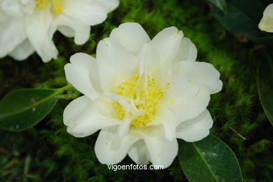XLI Concurso-exposición de la Camelia 2005 en Bouzas (Vigo).
