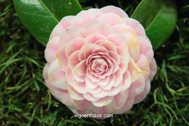 XLI Concurso-exposición de la Camelia 2005 en Bouzas (Vigo).